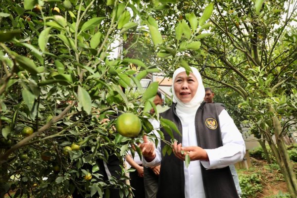 Gubernur Jatim Khofifah Optimis, Wisata Petik Jeruk 55 Jadi Ikon Baru Wisata di Kota Batu