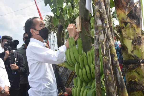 Jokowi Meninjau Pisang Srimulyo, Tokoh Masyarakat Dampit Sampaikan Sorotan Infrastruktur Buruk