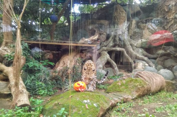 Zooloween, Persembahan Batu Screet Zoo Peringati Halloween