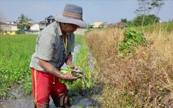 Usai Panen Padi, Petani Bisa Panen Sayur Genjer