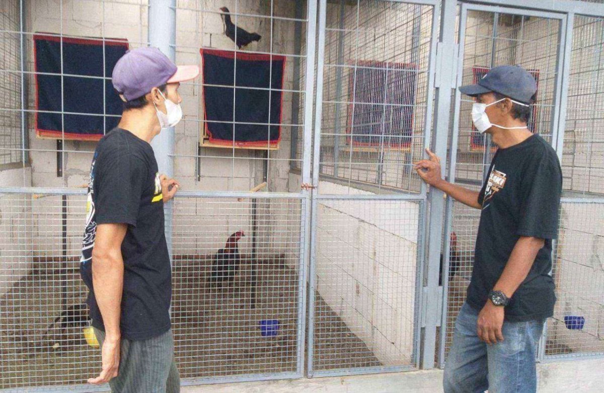 Tepis Isu Judi Sabung Ayam, Ternyata Inayah Jaya Breeding Unggas