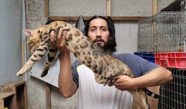 Berawal Hobi, Jurnalis Kota Batu Raih Omzet Tambahan dari Kucing Bengal