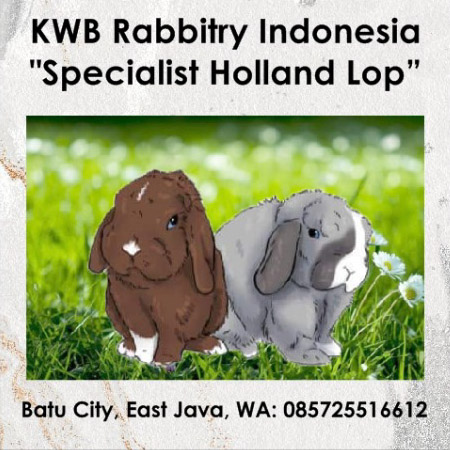 Mudah Setres dan Rentan Mati, Begini Cara Beternak Kelinci Holland Lop