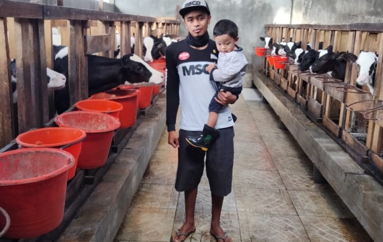Usaha Pembibitan Sapi PFH, Raup Omset Puluhan Juta Per Bulan