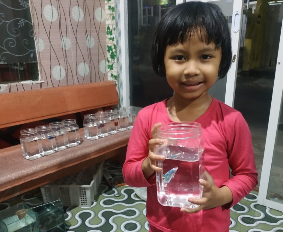Berjuang Saat Pandemi, Syaiful Jualan Ikan Cupang
