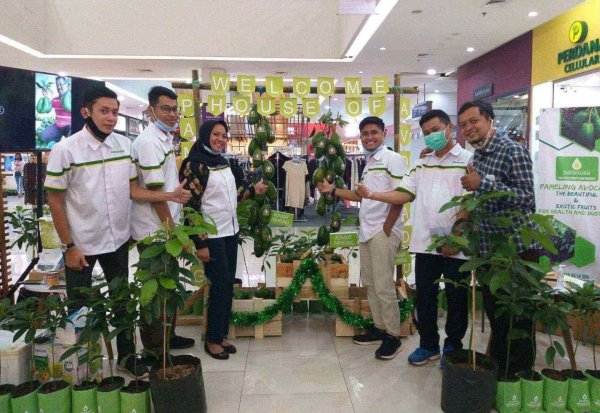 Pameling, Alpukat Unggulan Baru dari Lawang Dipamerkan di Batos