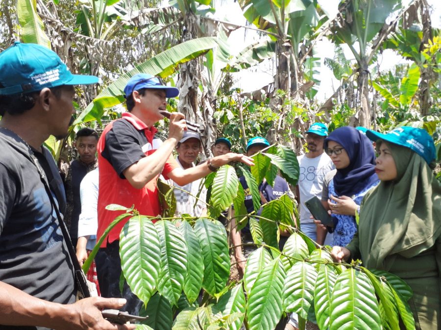 Ribuan Petani Kopi di Dampit Gagal Panen Terkendala Cuaca