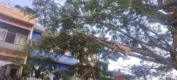Replika Patung Macan Tutul, Sambut Wisatawan Menuju JTP 2