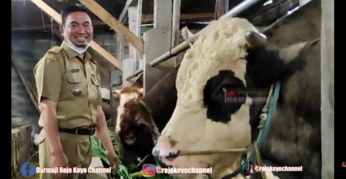 Pria Ini jadi Kades dan Sukses Ternak Sapi Saat Pandemi