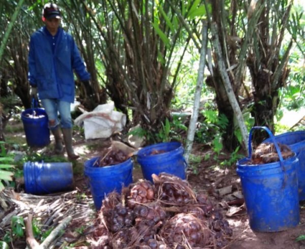 Petani Salak Dampit Butuh Bantuan Bibit dan Alat Pembuat Pupuk