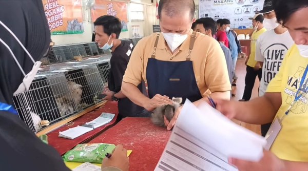 Malang Rabbit Show 2022, Jersey Wooly Milik Wali Kota Batu Dewanti Rumpoko Raih BOSB, BOV dan BOG