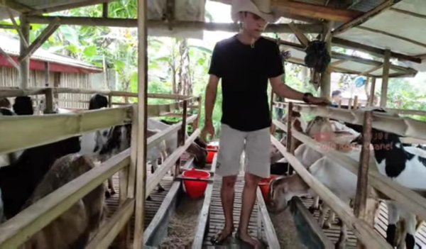 Mengintip Kesuksesan Warga Ngajum Ternak Kambing Pe, Saat Pandemi