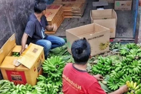 Petani Pisang Dampit Tetap Bertahan, Meski Pandemi dan Harga Terjun Bebas