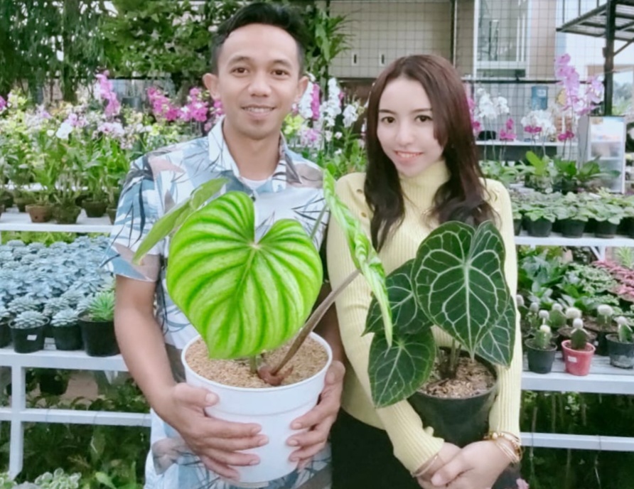 Pandemi Membawa Berkah, Ini Kata Penjual Tanaman Hias Monstrea Kota Batu