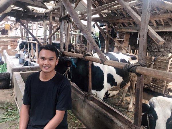 Kisah Inspiratif, Millenial Kota Batu Sukses Beternak Sapi