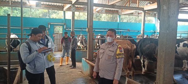 Ternak Hewan Sapi Warga Desa Tlekung, Dapat Suntikan Vaksinasi PMK Tahap Kedua