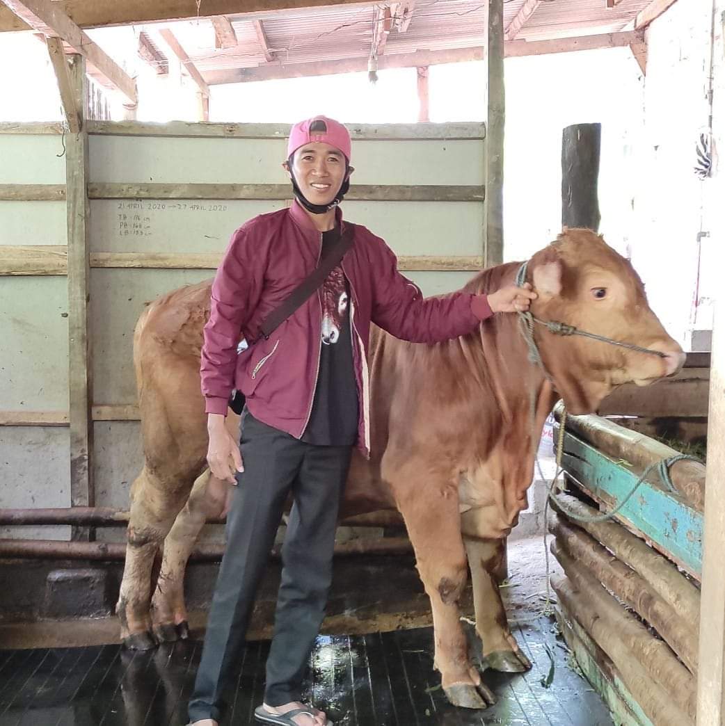 Kisah Motivasi Kala Pandemi, Darmaji Peternak Sapi Unggulan dari Gedangan