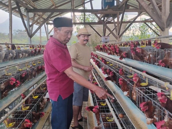 BUMDes Bejo, Desa Torongrejo, Budidaya Ayam Petelur Dana Desa Tak Cukup Harapkan Harga Pakan Subsidi dari Pemerintah